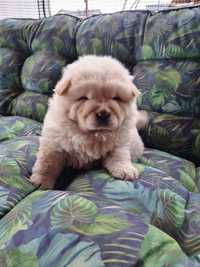 Chow chow biala suczka