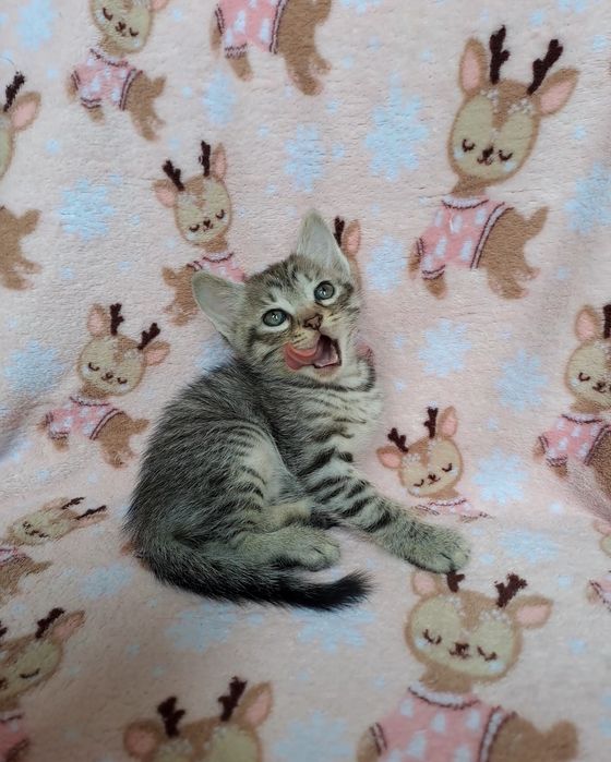 Ласковый шотландский мальчик