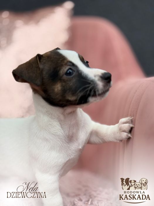 Jack Russell Terrier suczka o imieniu NELA