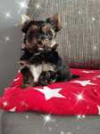 Yorkshire terrier piesek  do rezerwacji