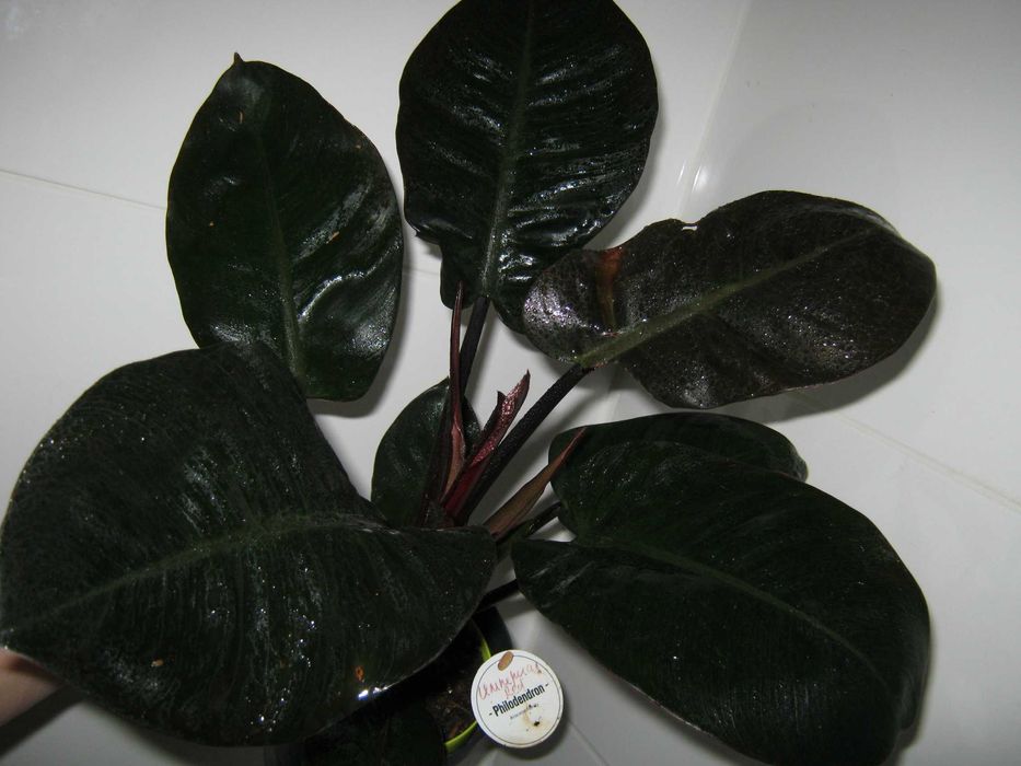 филодендрон разные сорта домашние детки укорененные черенки от150грн