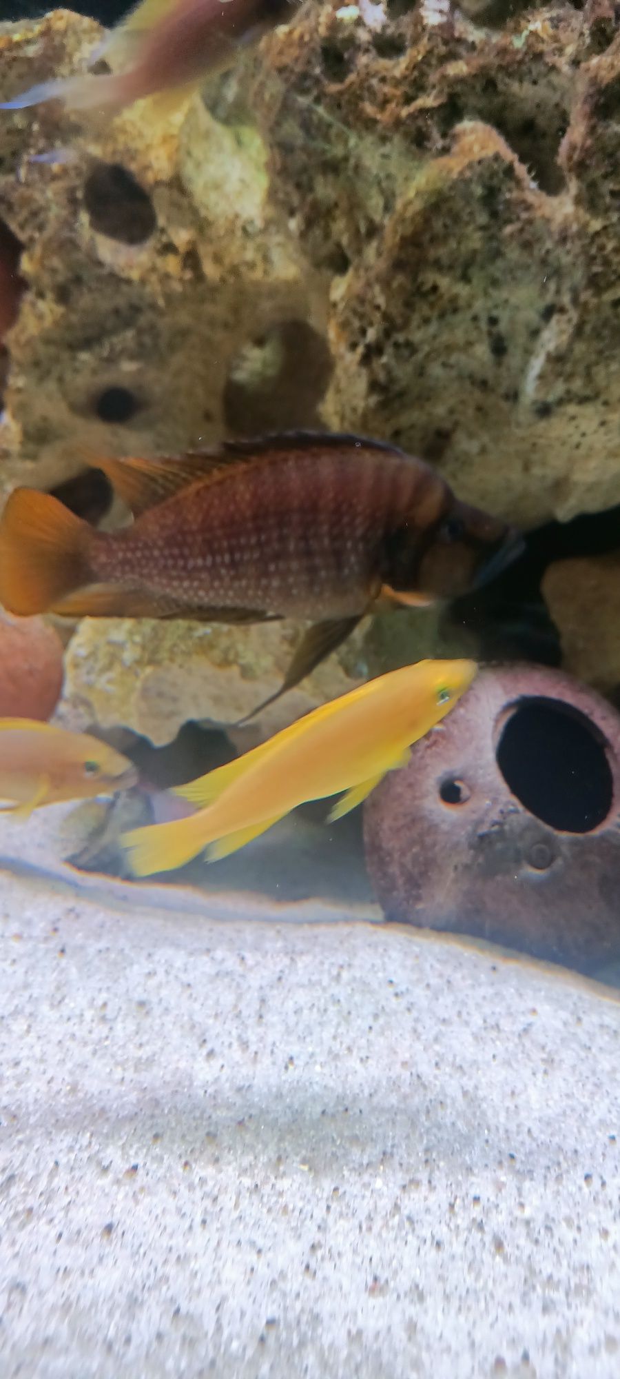 Altolamprologus compressiceps fire fin tanganika 1