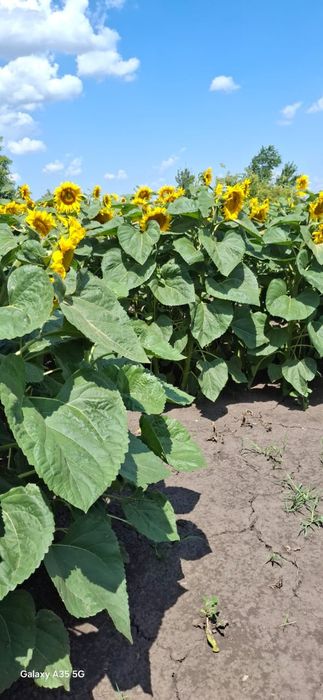 Соняшник нк конди