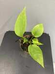 Anthurium Vittariifolium Anturium D 6 cm