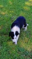 Border collie szczeniak samiec