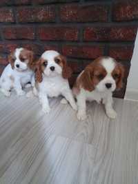 Szczeniaczek Cavalier King Charles Spaniel