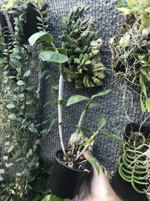 Orquídea Dendrobium Mousmee