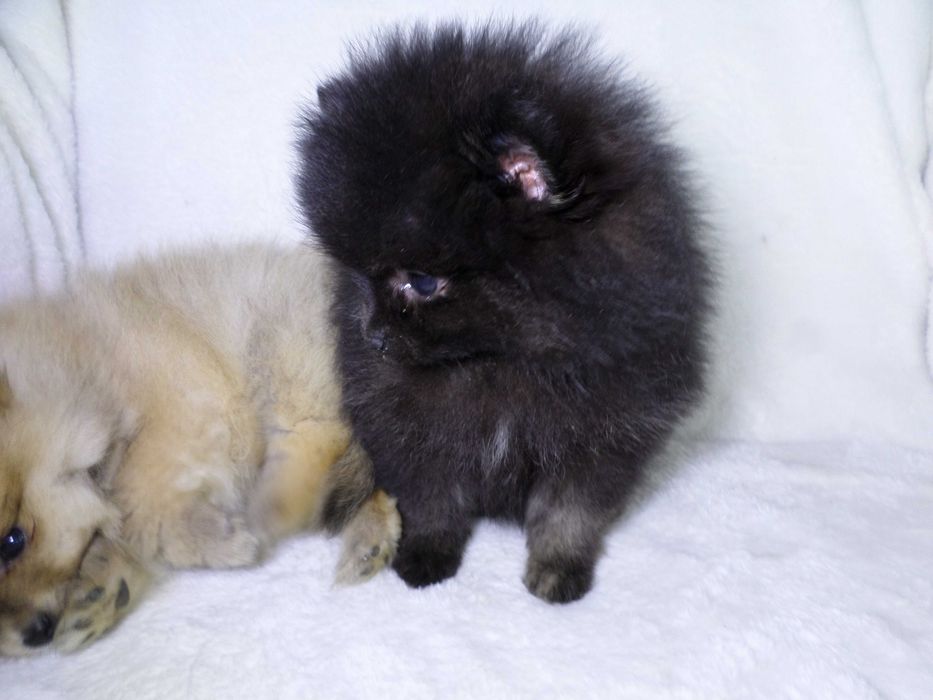 Szpic miniaturowy puchaty  piesek