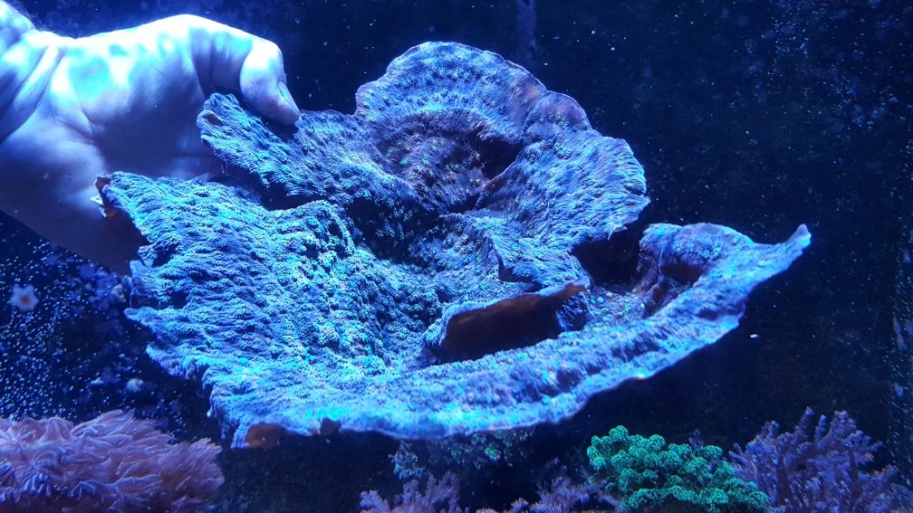 Echinopora Lamellosa Akwarium morskie koralowiec