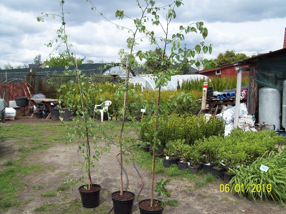 Brzoza Doorenbos, Youngii, Dalecarlica,Purpurea,Aurea, 2-3m,4m.