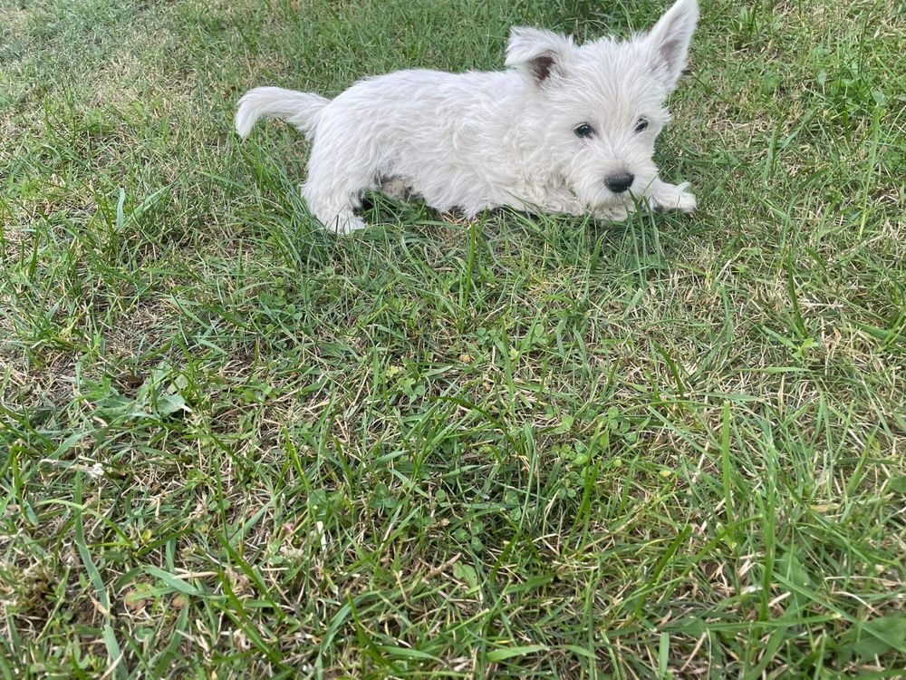 West Highland white terrier/ piesek