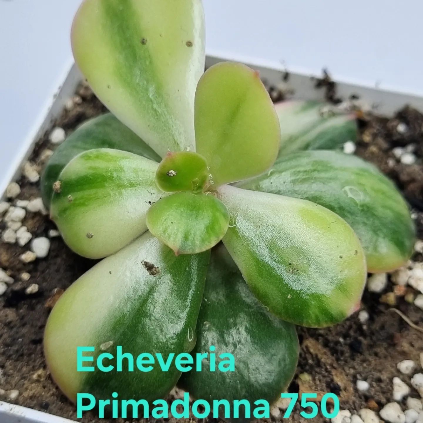 Ехеверія Примадона вар Ехеверія Echeveria Primadonna var