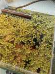 Sprzedam nadmiar salvinia