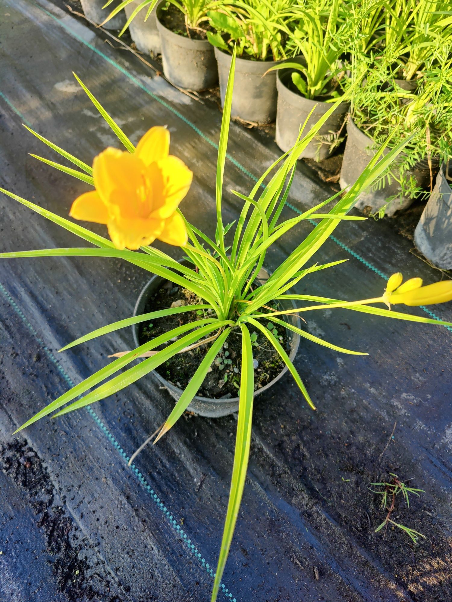 Liliowiec 'Stella de Oro' (Hemerocallis)