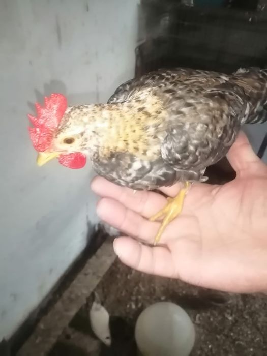 Bicos de lacre muito bem tratados e bonitos