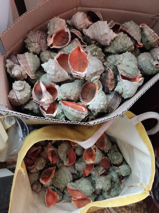 Раковина ракушка панцирь рапана