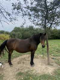 Кінь(кобила)