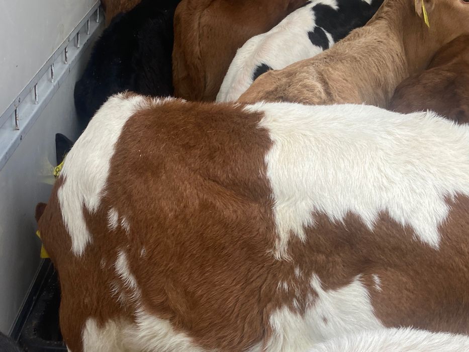 Sprzedam 14szt byczków mięsnych Biała strefa