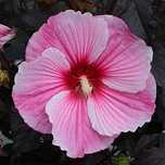 Hibiskus bagienny-bordowy liść- RÓŻOWY