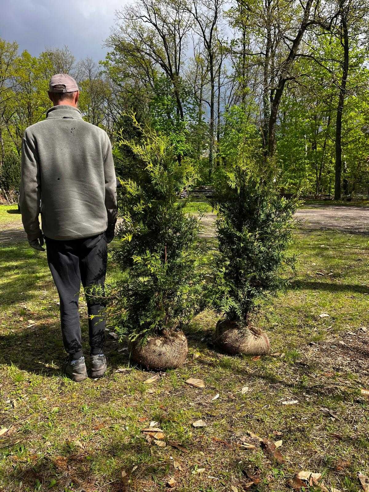 Thuja Tuja Żywotnik zachodni Brabant 130-160cm Kopane Plantacja BŁadne