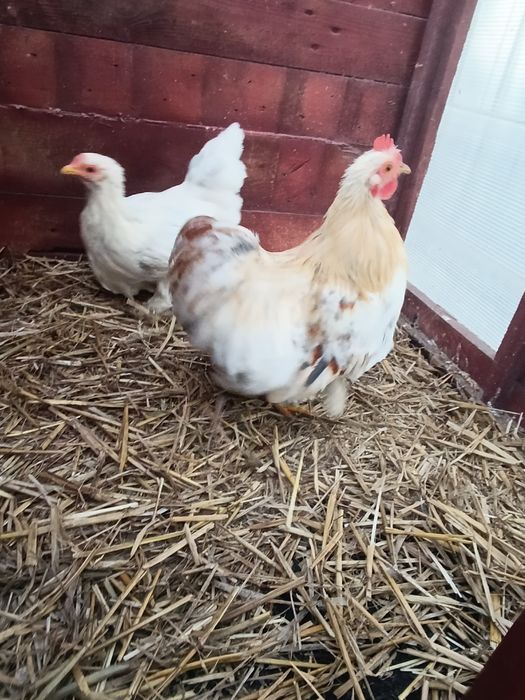 Para Kochina Miniaturowego