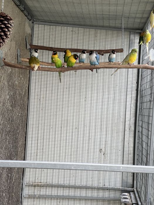 Agapornis ficher e personatus sexados