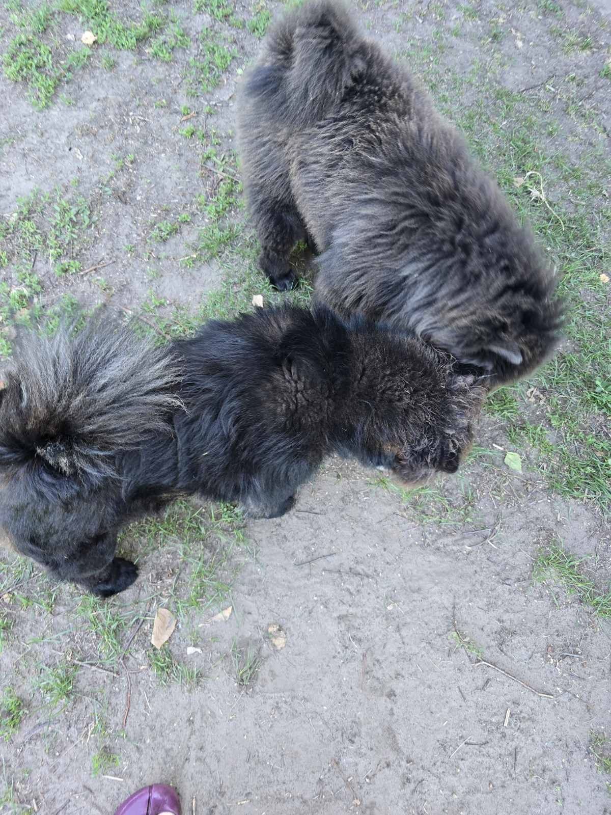 Щеня породи Чау-Чау