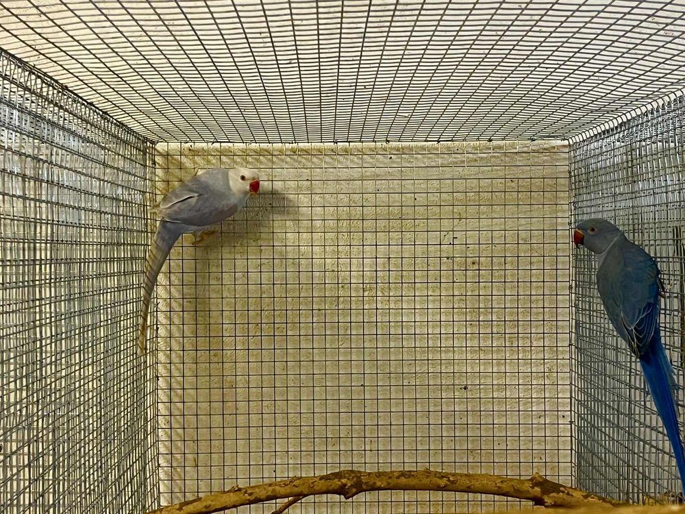 Lote ring neck reprodutores