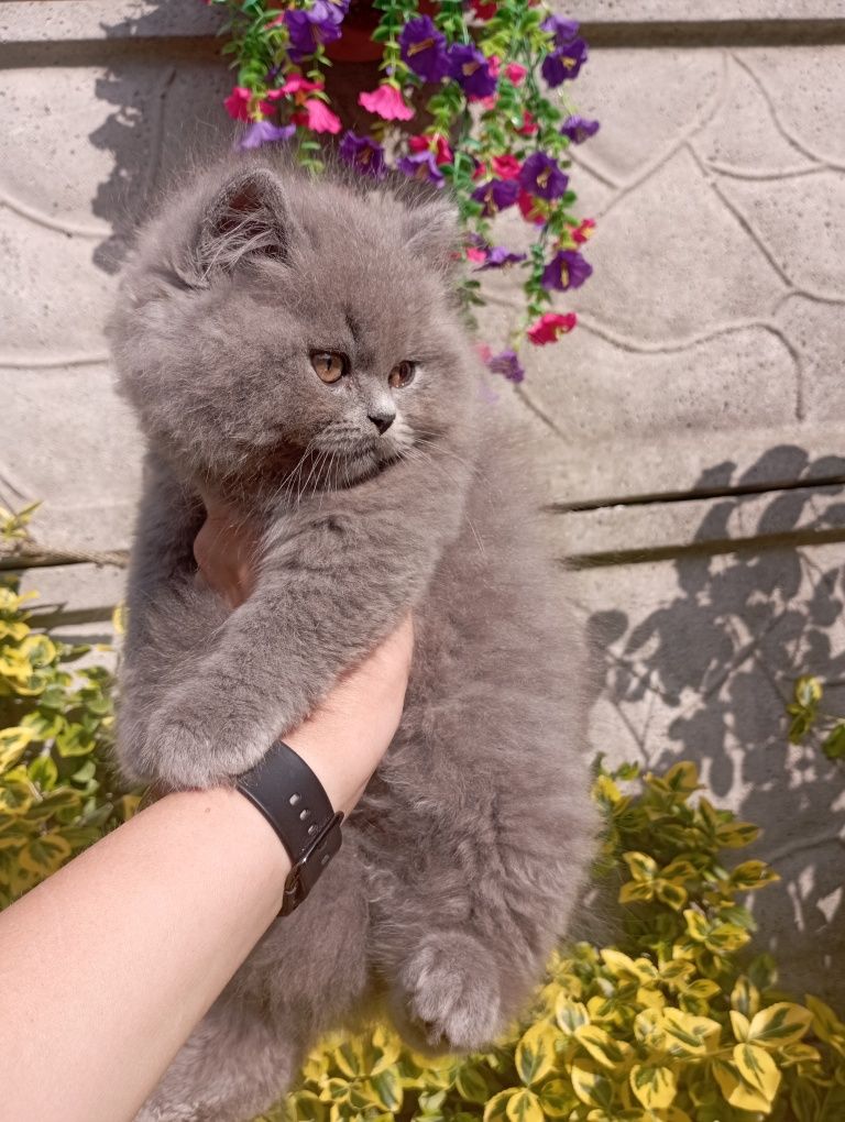 Kotek brytyjskie