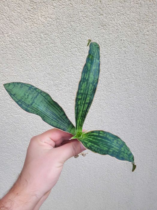 Sansevieria Cleopatra