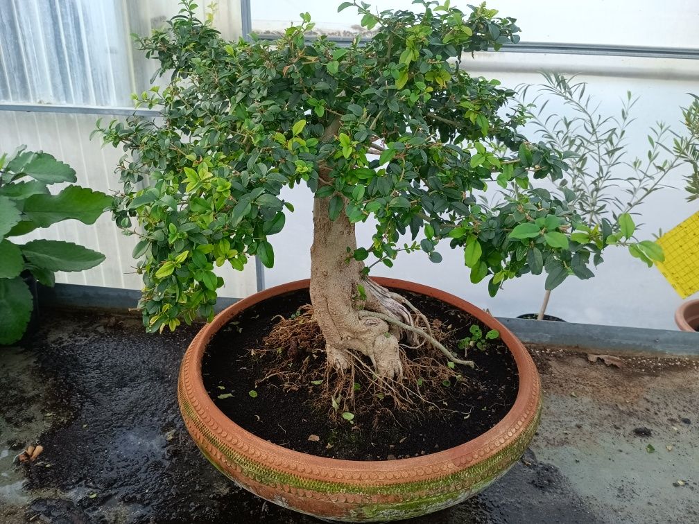 Bonsai Ligustrum 10 anos