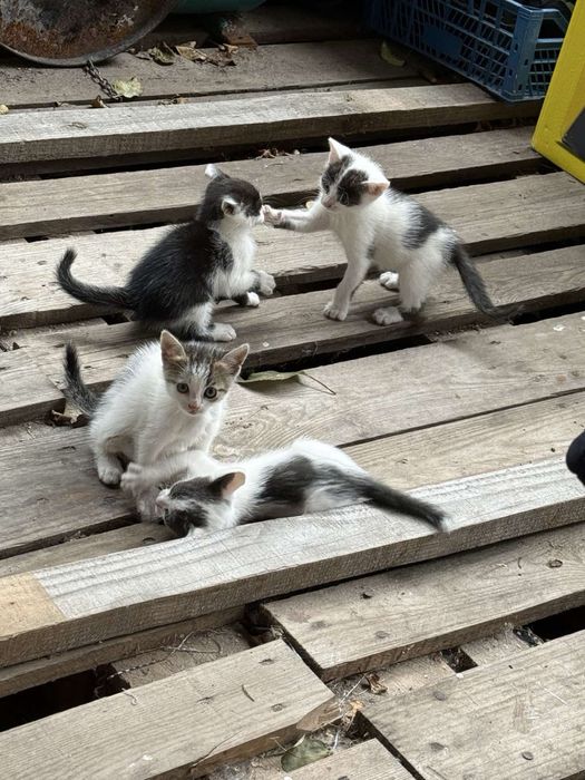 Віддам маленьких котяток