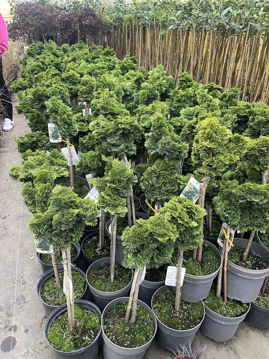 Cyprysik Nana Gracilis na Pniu Cena 145 zł