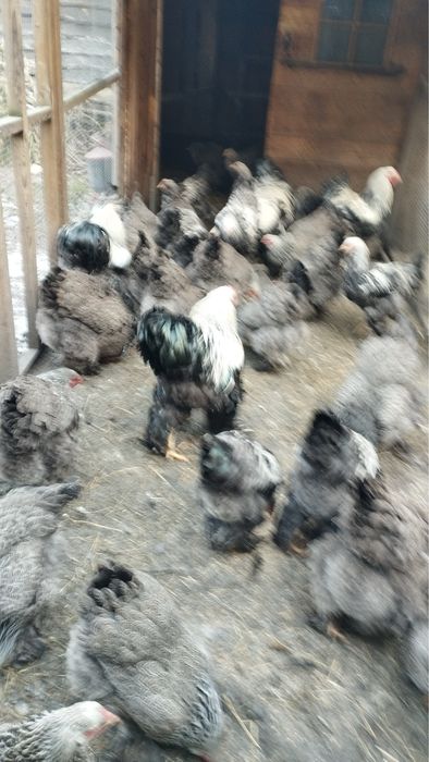 Brahma Olbrzymia Srebrna i Kuropatwiana jaja lęgowe