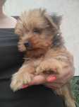 Yorkshire terrier piesek