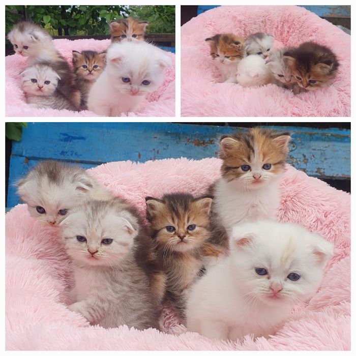 Кошечки Шотланцы прямоушки и вислоушки