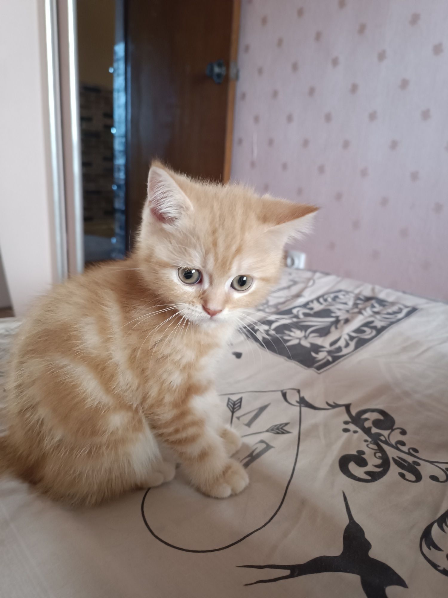 Продаж чистокровних шотландських кошенят!!!