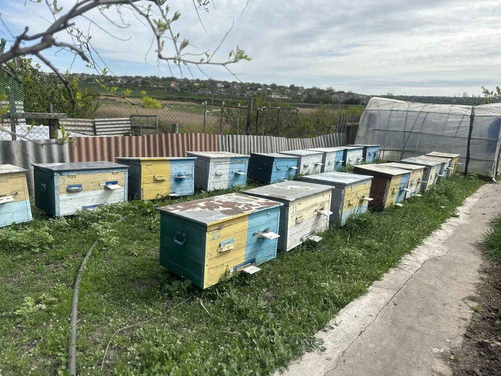 Продаю пчелосемью