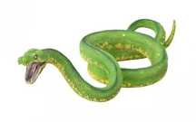 Pyton zielony. Collecta
