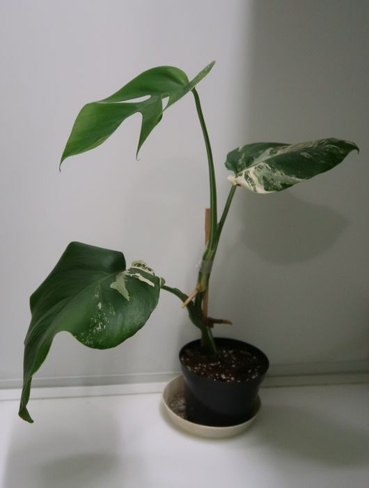 Монстера альба продажа Днепр