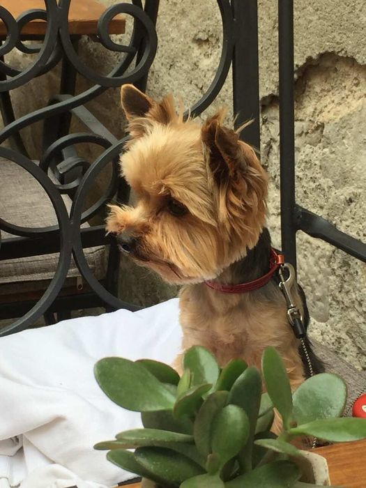 Вязка ! Ищу невесту!