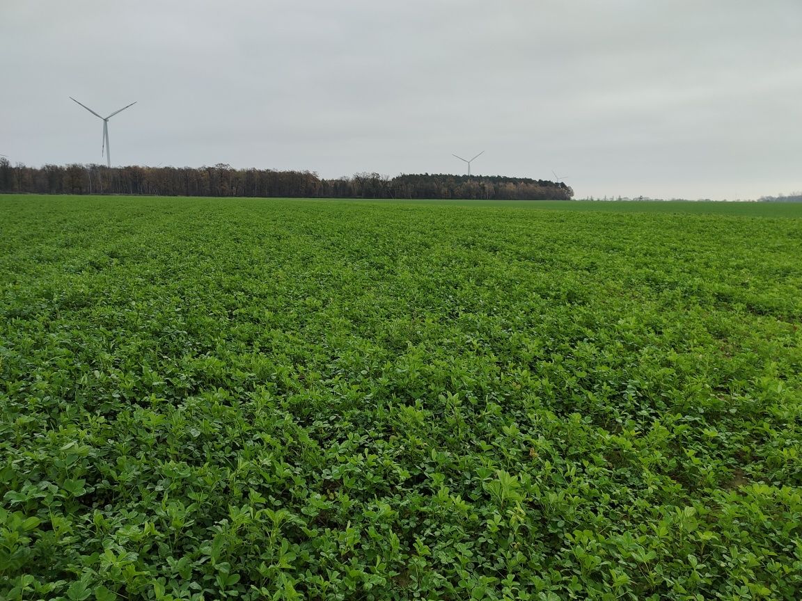 Siew lucerny, traw, podsiew łąk, lucerników, użytków zielonych