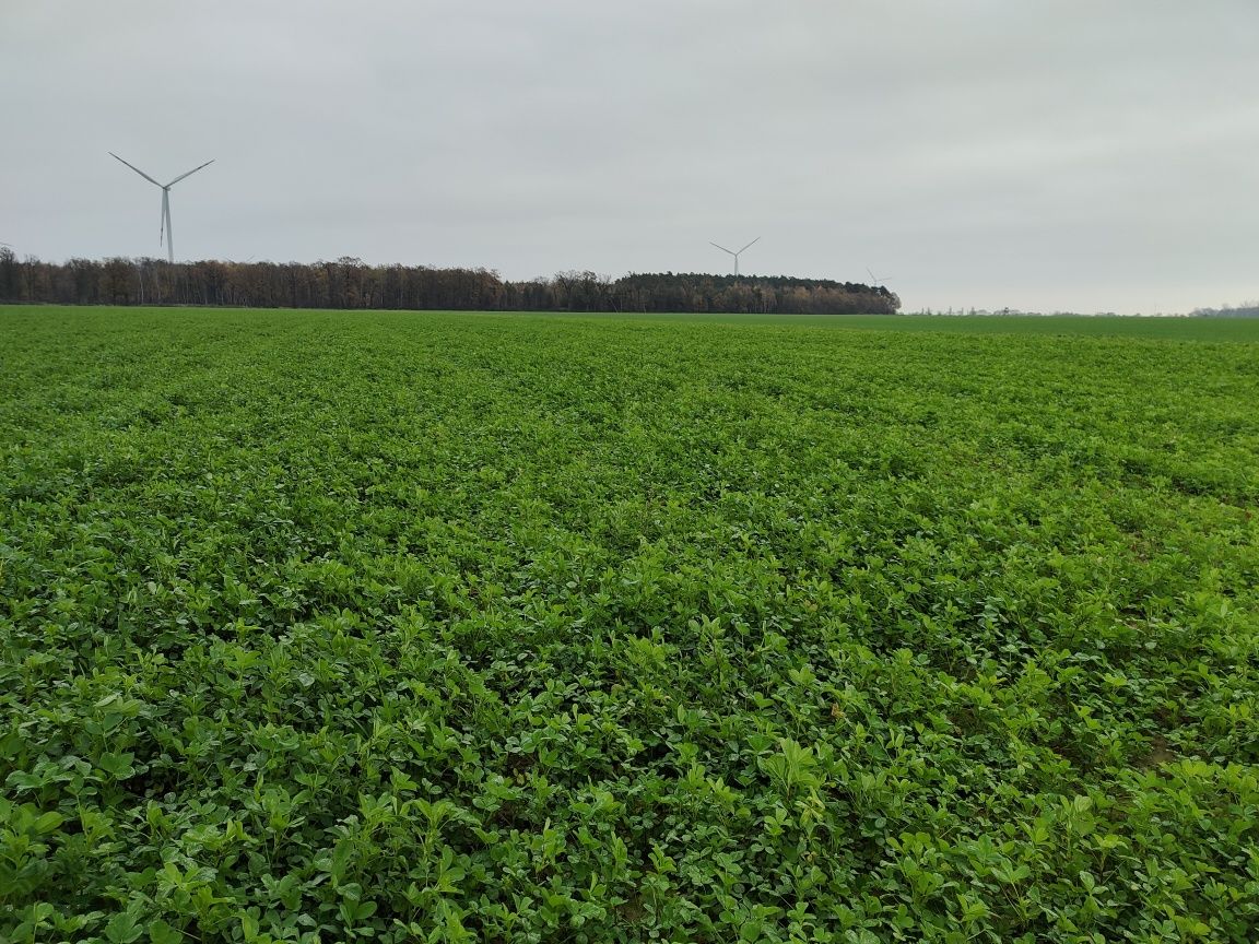 Podsiew łąk, użytków zielonych, siew lucerny , poplonów