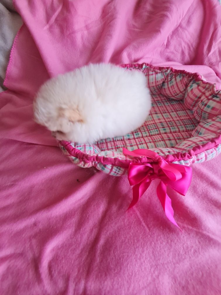 Spitz anao lulu Pomerânia  c/lop