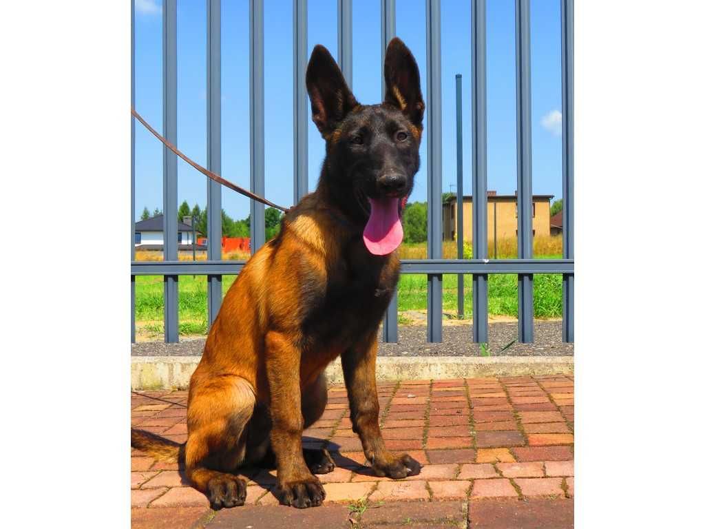 Owczarek Belgijski Malinois Suczka