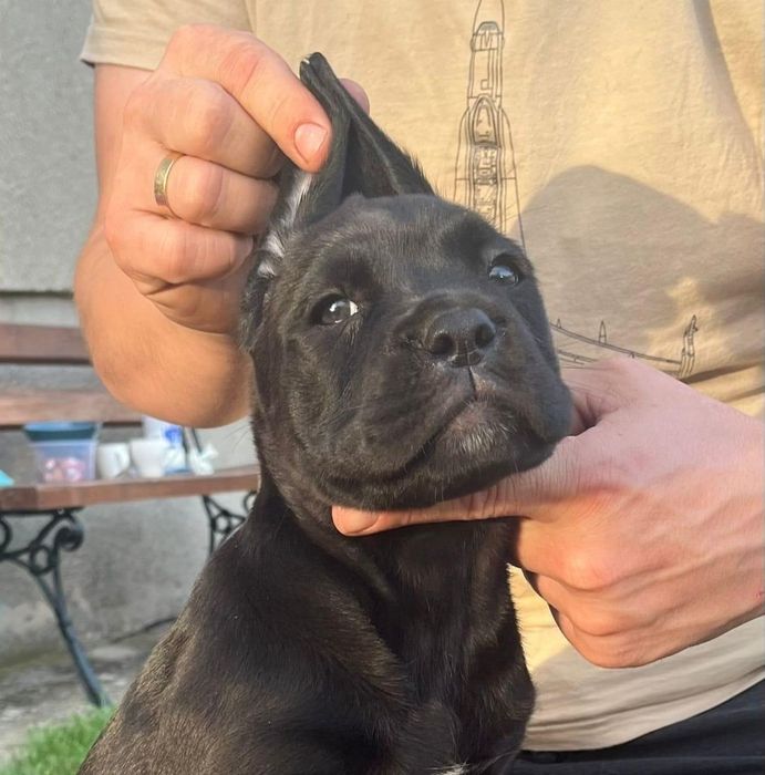 Cane Corso Mocny Chłopak