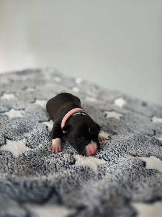 American Staffordshire Terrier FCI suczka