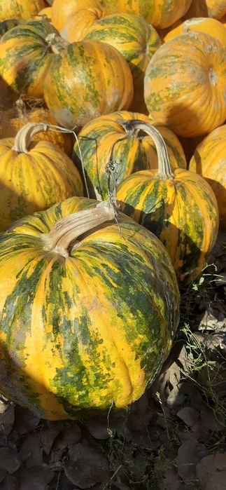 Продам насіння голе гарбузове 2025