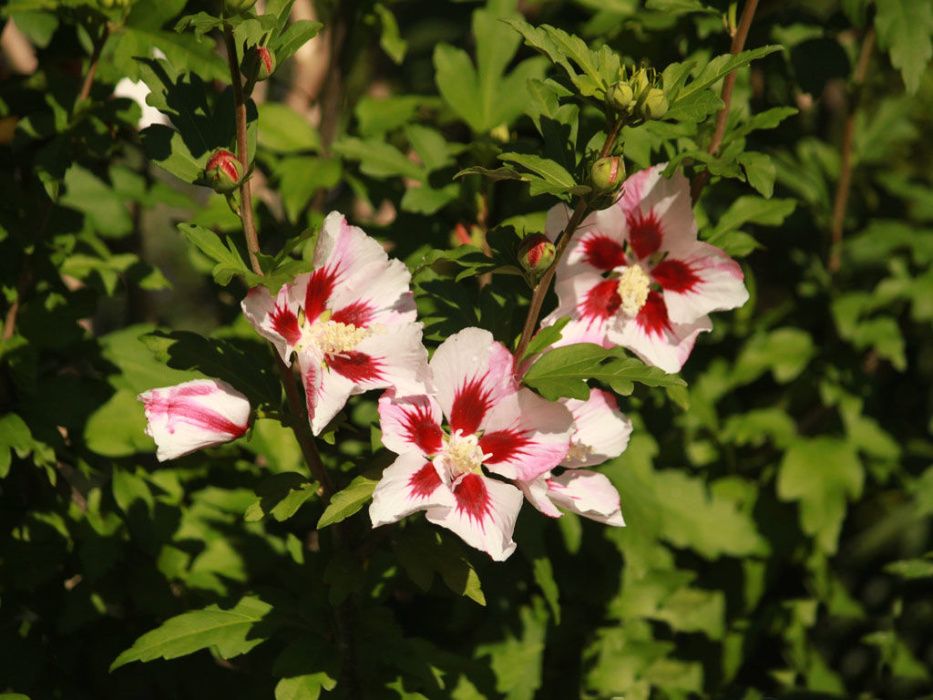 Hibiscus bagienny, bylinowy - różne odmiany Hibiscus 'Ardenas'