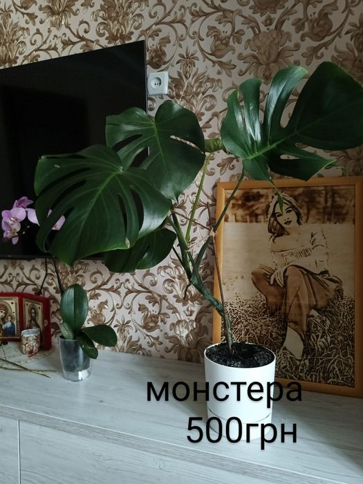 Комнатные цветы, монстера Драцена, Юка